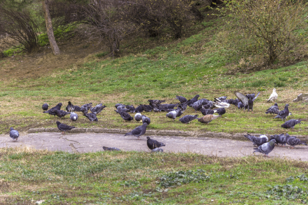 Discouraging and preventing bird infestations